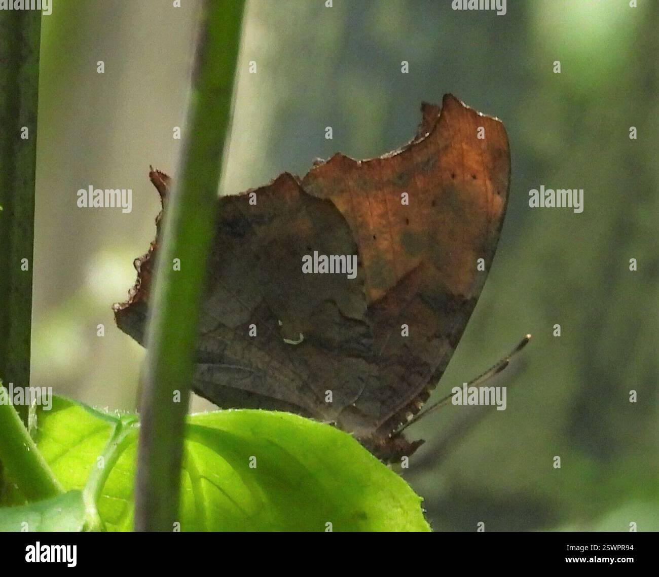 Fragezeichen (Polygonia interrogationis), Insecta, 3 Broad ln, Teeterville, AUF N0E 1S0, Kanada Stockfoto