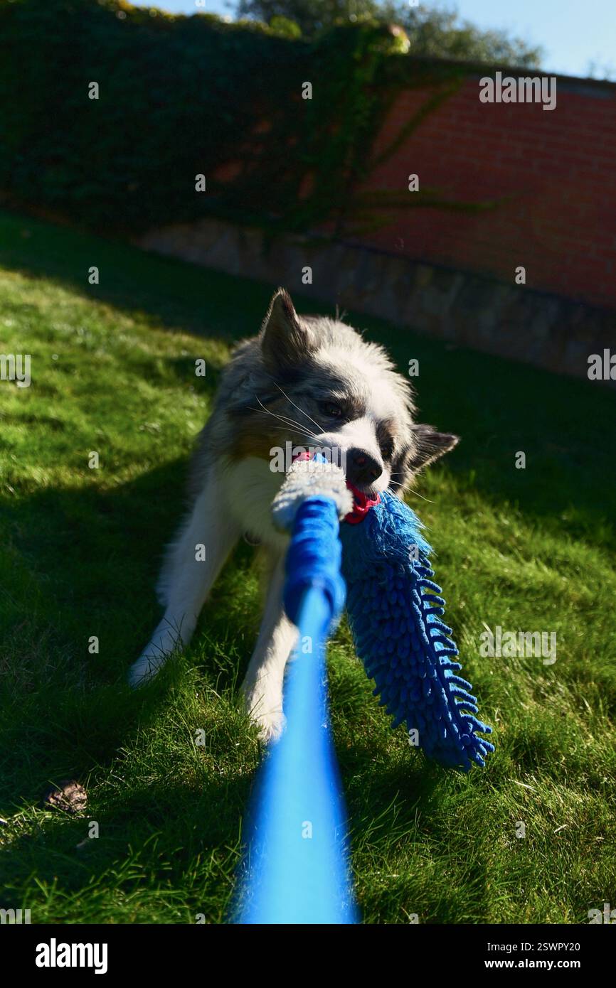 Border Collie spielt Tauziehen mit einem blauen Seil in einem grünen Hinterhof. Energischer Hütehund, der Kraft und aktives Verhalten im Freien zeigt. Stockfoto