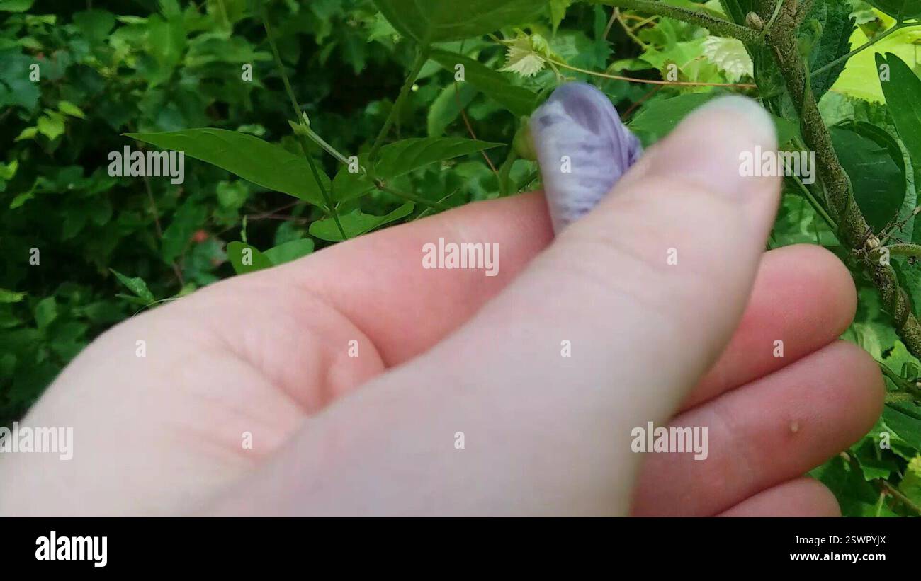Spinnen (Araneae), Arachnida, Windsor Forest, Savannah, GA, USA, winzige, winzige, winzige Spinne, die mir erst aufgefallen ist, als ich mir das Video ansah, das meine Hand hoch und auf die Pflanze krabbelte Stockfoto