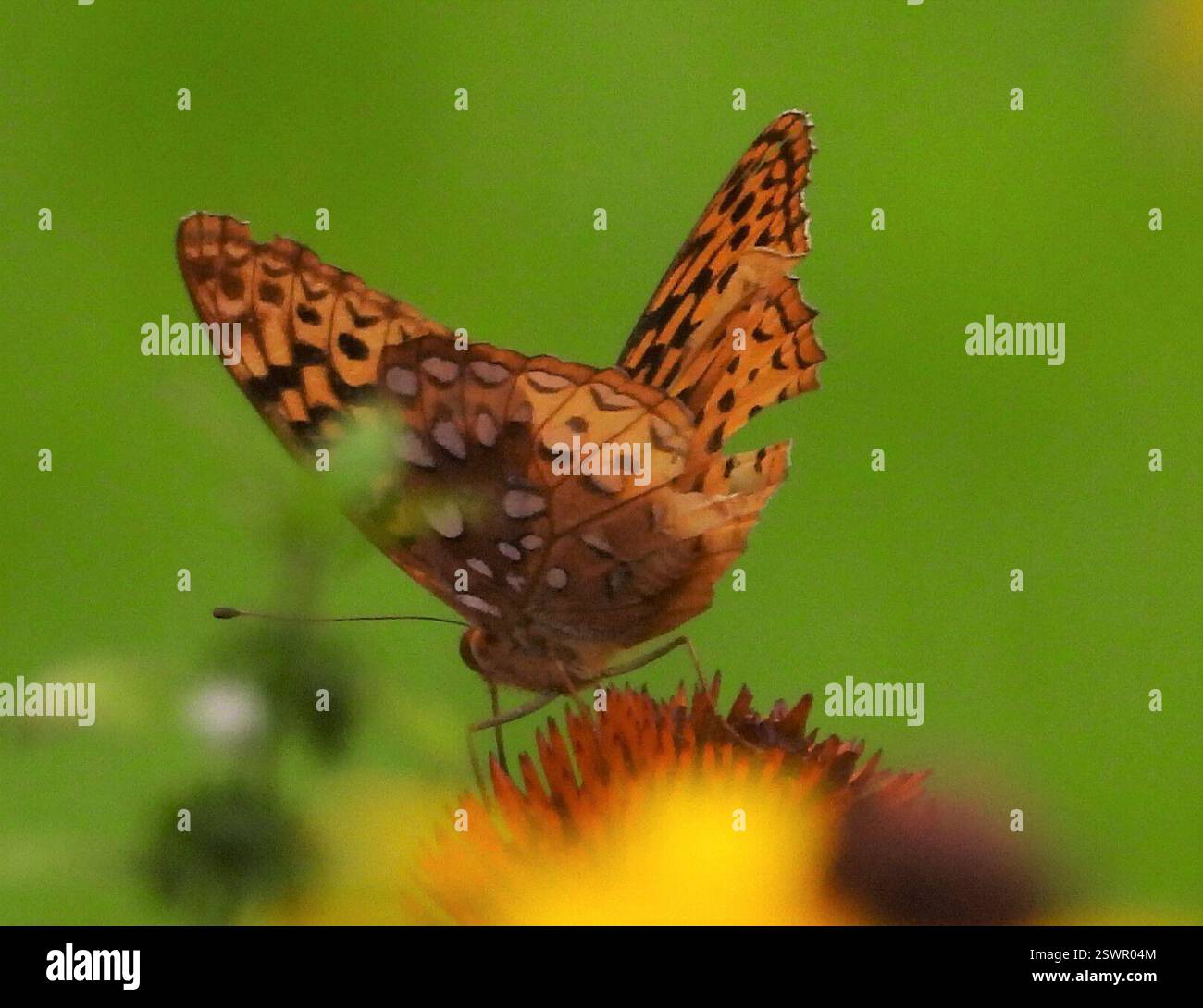 Great Spangled Fritillary (Argynnis cybele), Insecta, 3 Broad ln, Teeterville, AUF N0E 1S0, Kanada, Fritillary ist auf Echinacea purpurea. Stockfoto