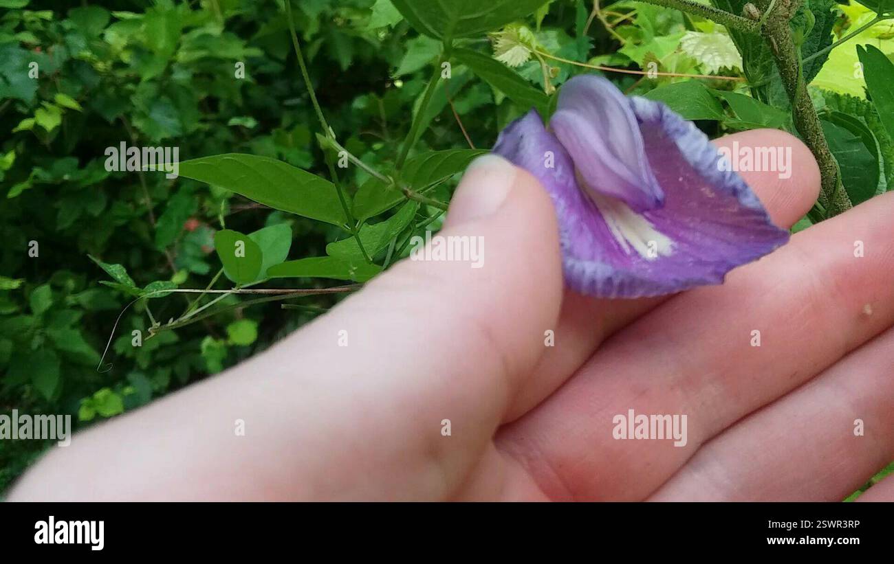 Spinnen (Araneae), Arachnida, Windsor Forest, Savannah, GA, USA, winzige, winzige, winzige Spinne, die mir erst aufgefallen ist, als ich mir das Video ansah, das meine Hand hoch und auf die Pflanze krabbelte Stockfoto