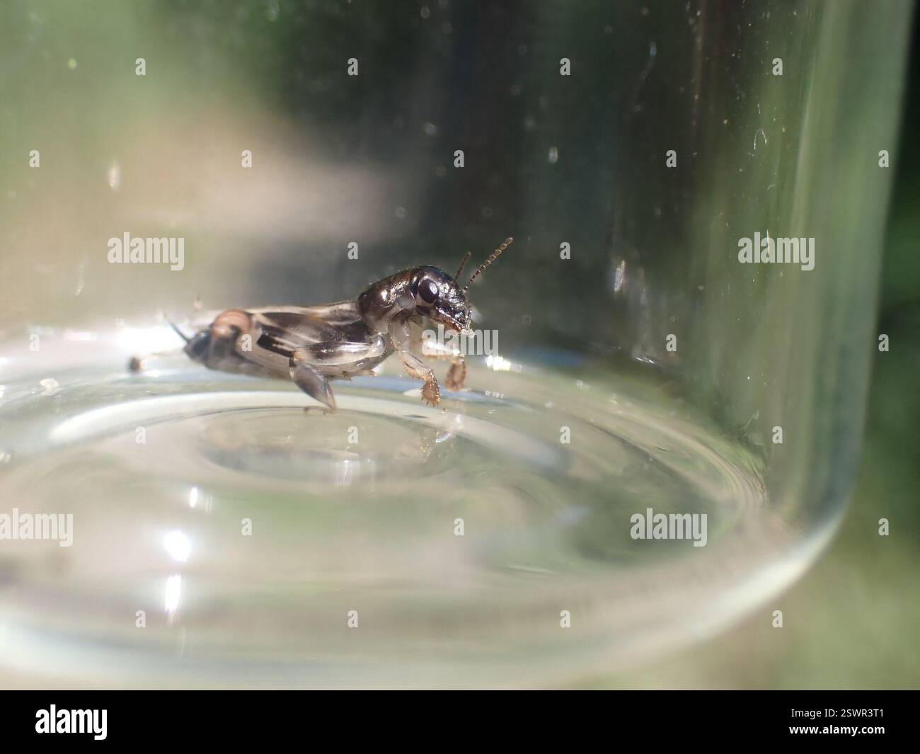 Larger Pygmy Mole Grasshopper (Neotridactylus apicialis), Insecta, Okanagan-Similkameen, BC, Kanada Stockfoto