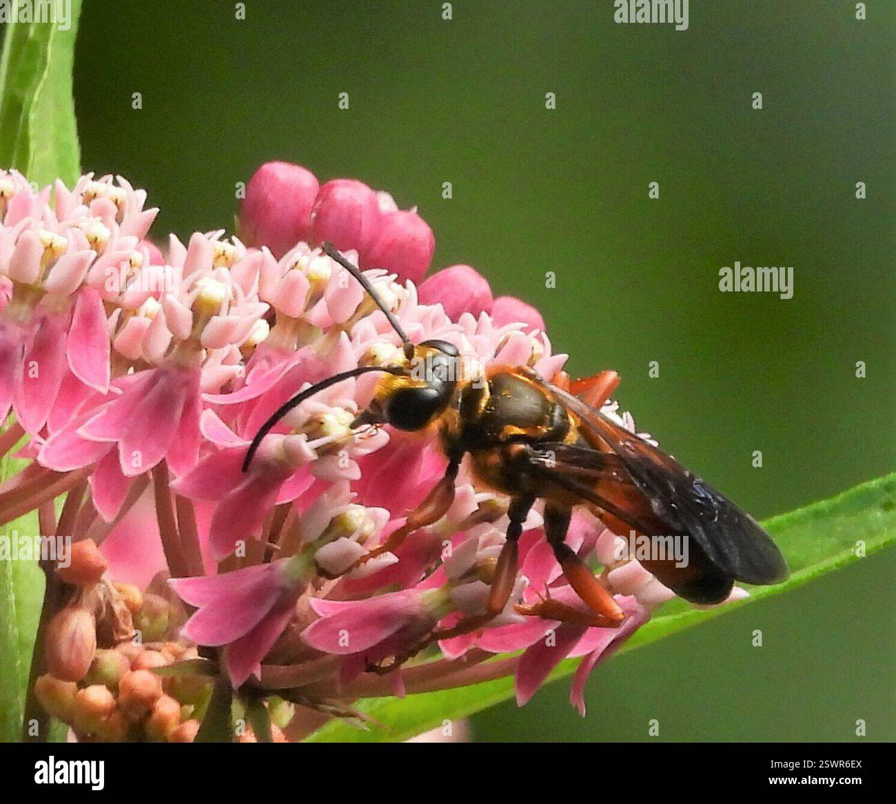 Great Golden Digger Wasp (Sphex ichneumoneus), Insecta, 3 Broad ln, Teeterville, AUF N0E 1S0, Kanada, Wasp ist auf einer Sumpfmilchweed Blume. Stockfoto