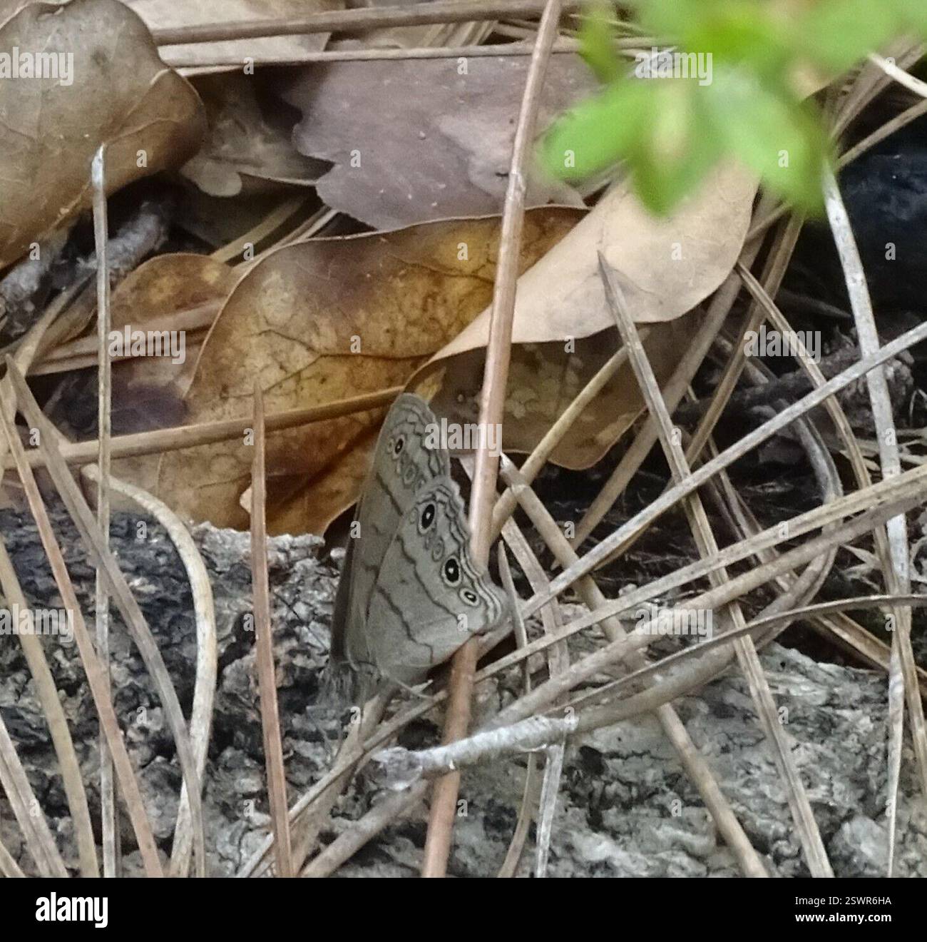 Carolina Satyr (Hermeuptychia sosybius), Insecta, Alachua County, FL, USA Stockfoto