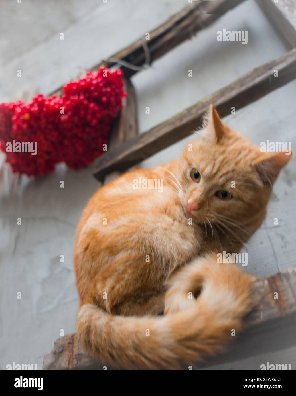 Eine rote Katze mit roten wilden Rosenbeeren Stockfoto