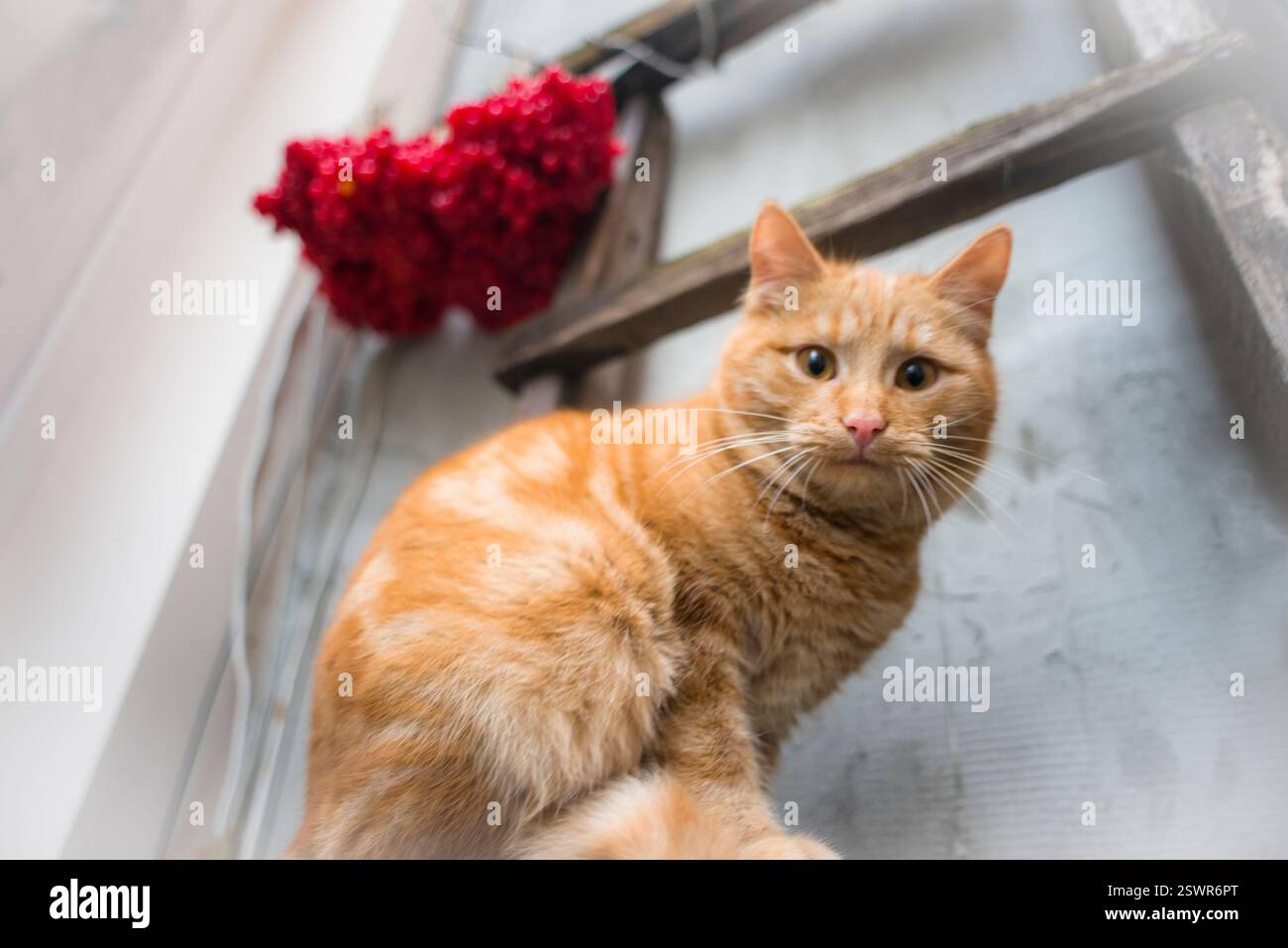 Eine rote Katze mit roten wilden Rosenbeeren Stockfoto