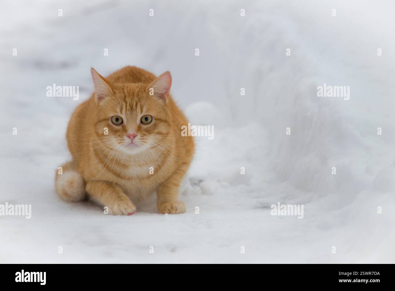 Aufmerksame rote Katze, auf dem verschneiten Weg Stockfoto