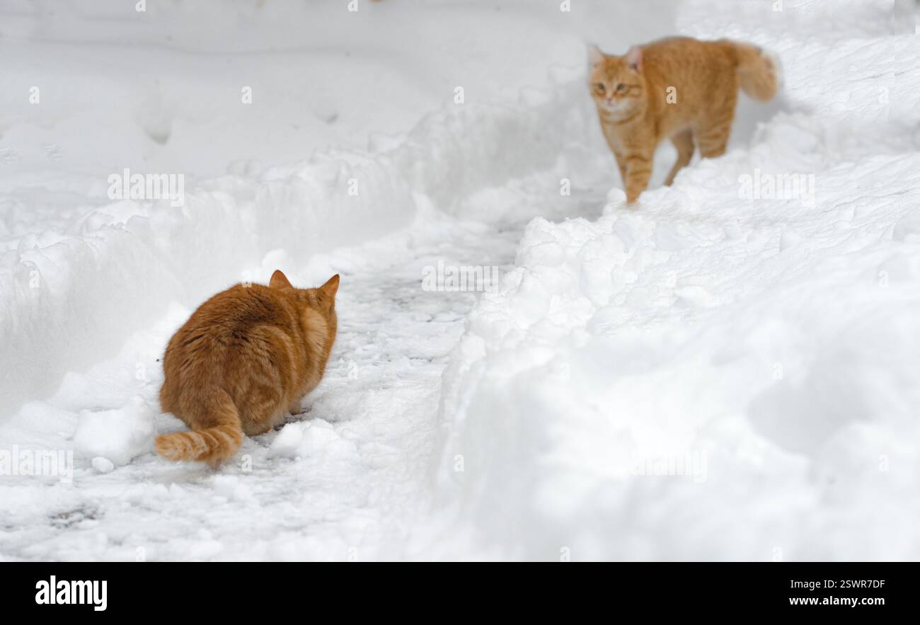 Zwei rote Katzen spielen auf der Schneeliste Stockfoto