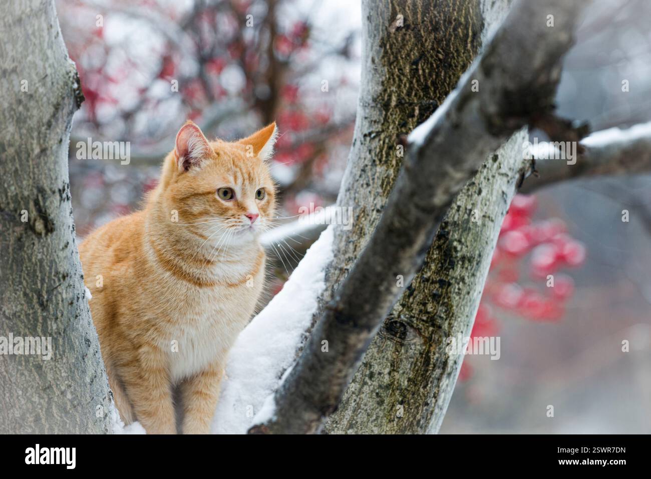 Eine rote Katze mit roten wilden Rosenbeeren und Schnee Stockfoto