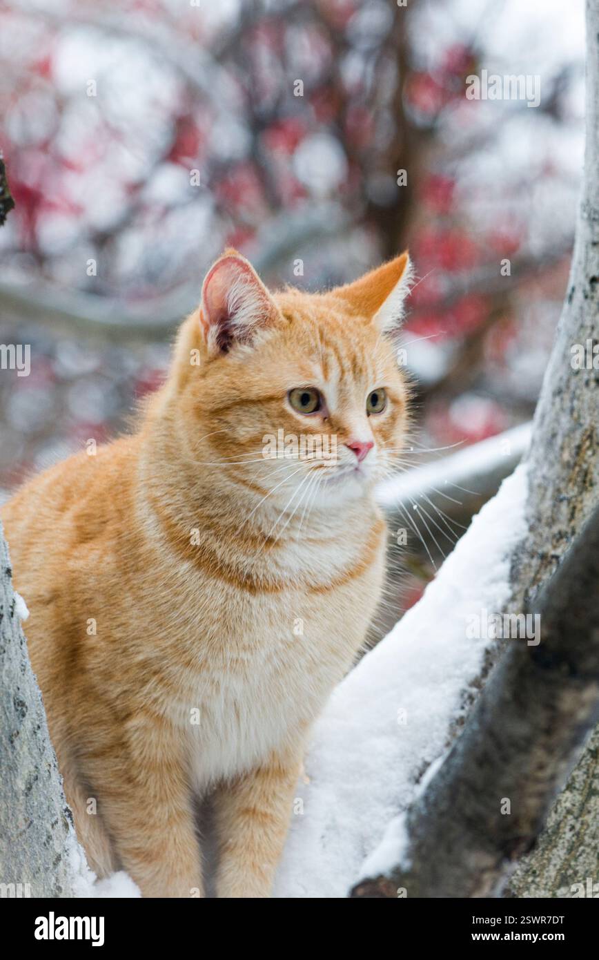 Eine rote Katze mit roten wilden Rosenbeeren und Schnee Stockfoto
