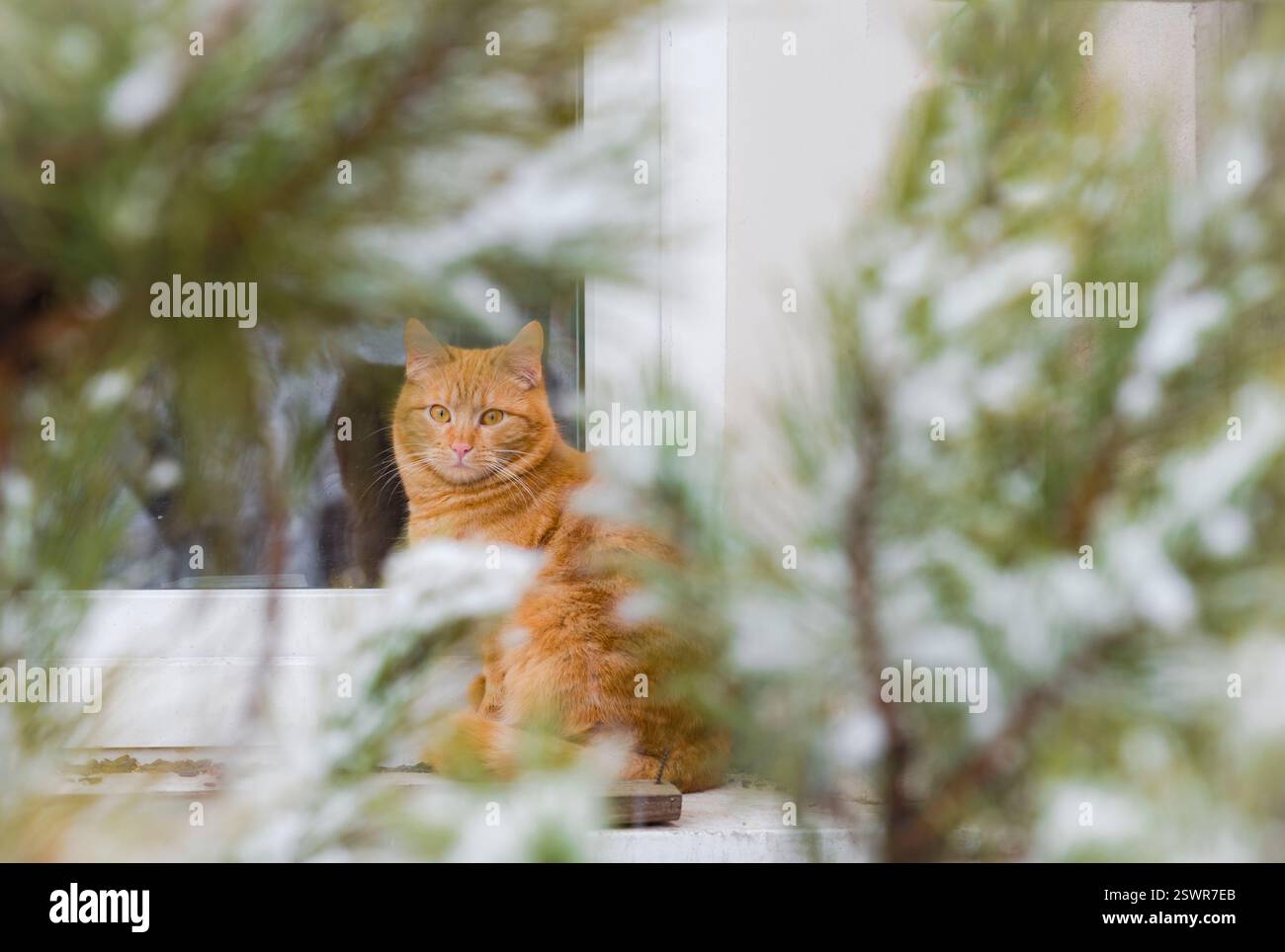 Gelbe Katze, mit einer verschneiten Kiefer im Vordergrund Stockfoto