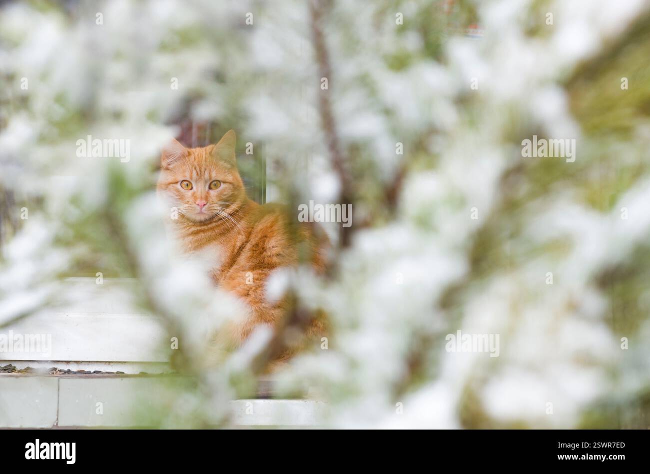 Gelbe Katze, mit einer verschneiten Kiefer im Vordergrund Stockfoto