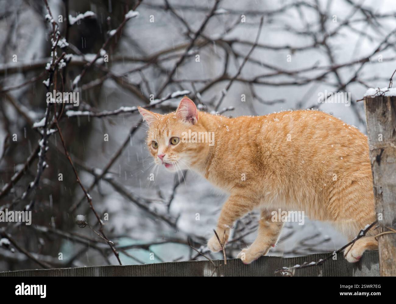 Aufmerksame rote Katze, die in der Zeit des Schneefalls über den Zaun geht Stockfoto