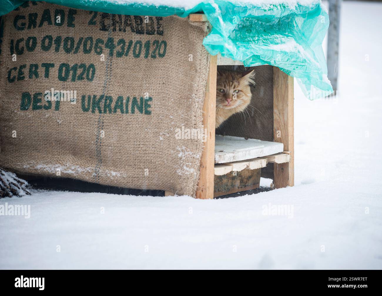 Winter Schnee Zeit, eine flauschige rote Katze, in einem Hundehaus (Katzenhaus), aus Kaffeebeuteln gemacht - Wand aus Jutebeuteln, Dach eines Getreideprosses Stockfoto
