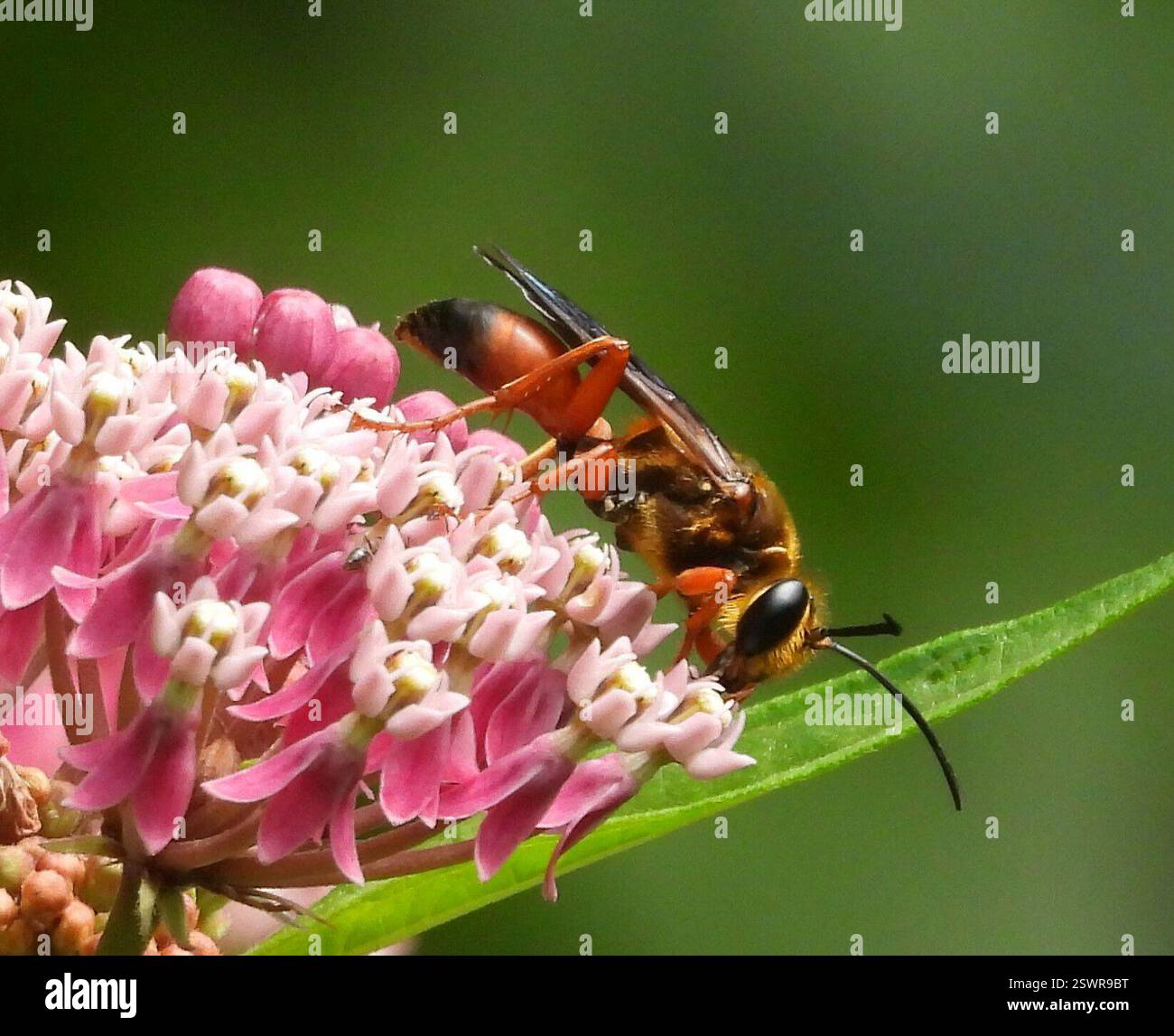 Great Golden Digger Wasp (Sphex ichneumoneus), Insecta, 3 Broad ln, Teeterville, AUF N0E 1S0, Kanada, Wasp ist auf einer Sumpfmilchweed Blume. Stockfoto