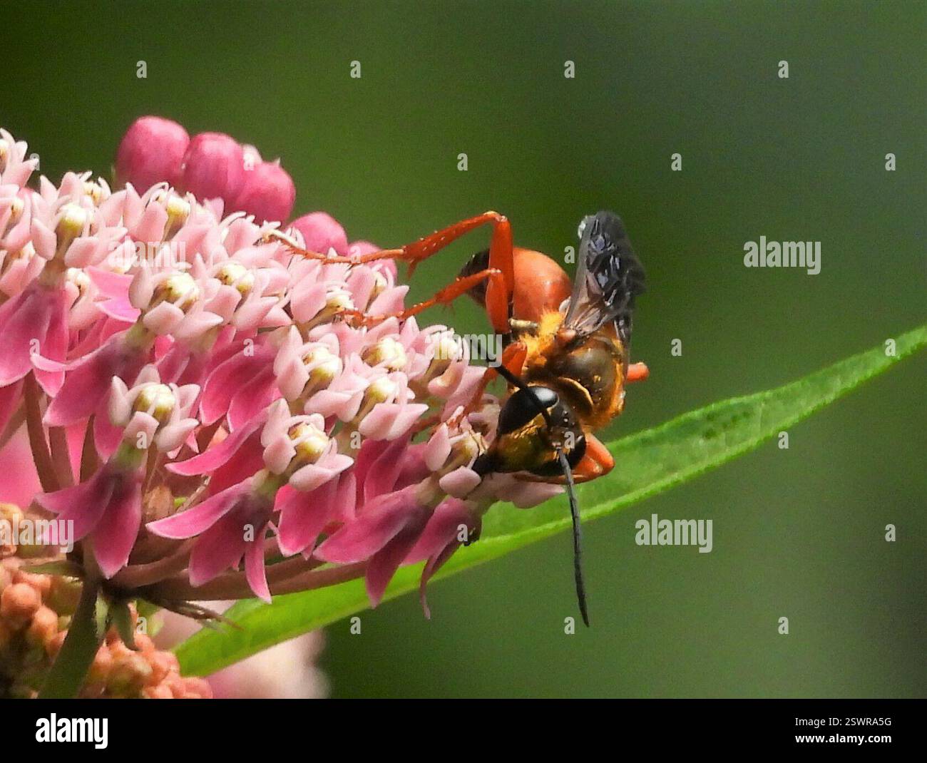 Great Golden Digger Wasp (Sphex ichneumoneus), Insecta, 3 Broad ln, Teeterville, AUF N0E 1S0, Kanada, Wasp ist auf einer Sumpfmilchweed Blume. Stockfoto