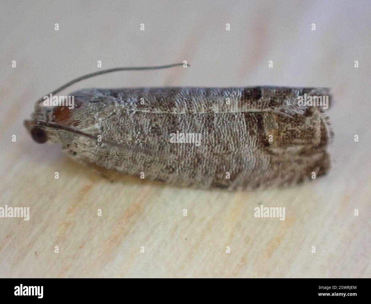 Kabeljauchmotte (Cydia pomonella), Insecta, 8 Millcroft Road, Woolton, Liverpool, Merseyside, UK, bei M.V. Light-Trap, 3 Personen Stockfoto