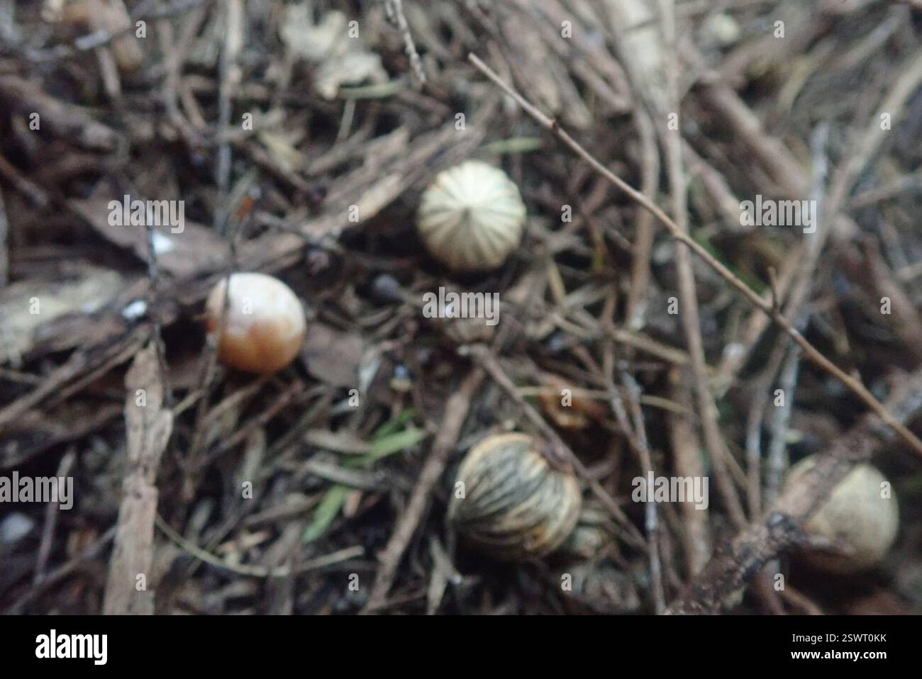 drachenbaum (Dracaena draco), Plantae, GGANXCAN1 Gahnia Grove, Eskdale Forest, glaube ich, auf der Grundlage früherer Funde, die schließlich als dieser identifiziert wurden. Diese Samen hatten jedoch nicht den kleinen Stielüberrest, der auf diesem Samen links zu sehen war, mit bangalow-Samen. Keine der Samenarten, die in diesem Teil des manuka/rawirinui-Waldrands bis in dieses Jahr beobachtet wurden (seit 2018 bei der Handjätung beobachtet). Ich habe sie hier noch nie gefunden, als ich seit 2018 handjäte. Hier hat sich angeblich ein großer Mynah-Platz erhöht. Der Baldachin besteht aus jungen rawirinui und reifem manuka, ein paar ti kouka und Karamu in t Stockfoto