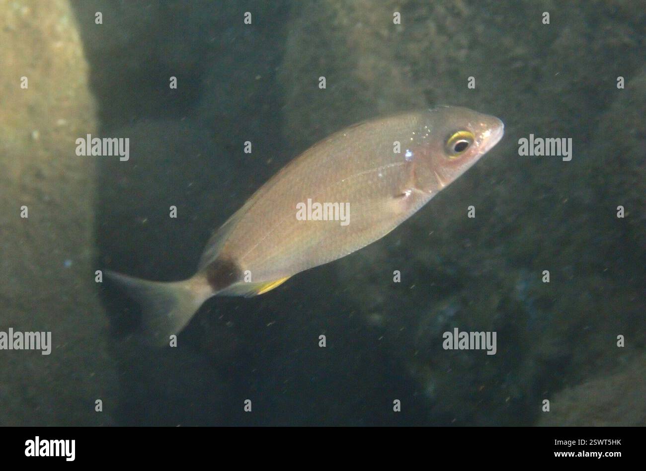 Ringbrasse (Diplodus annularis), Actinopterygii, İçmeler, Marmaris/Muğla, Türkiye Stockfoto