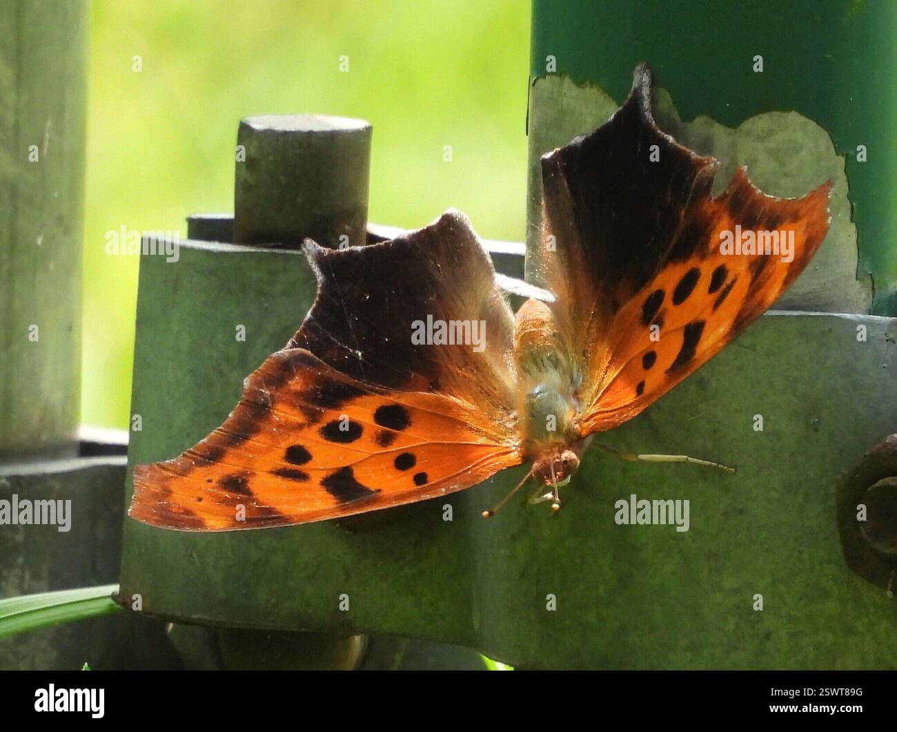 Fragezeichen (Polygonia interrogationis), Insecta, 3 Broad ln, Teeterville, AUF N0E 1S0, Kanada Stockfoto