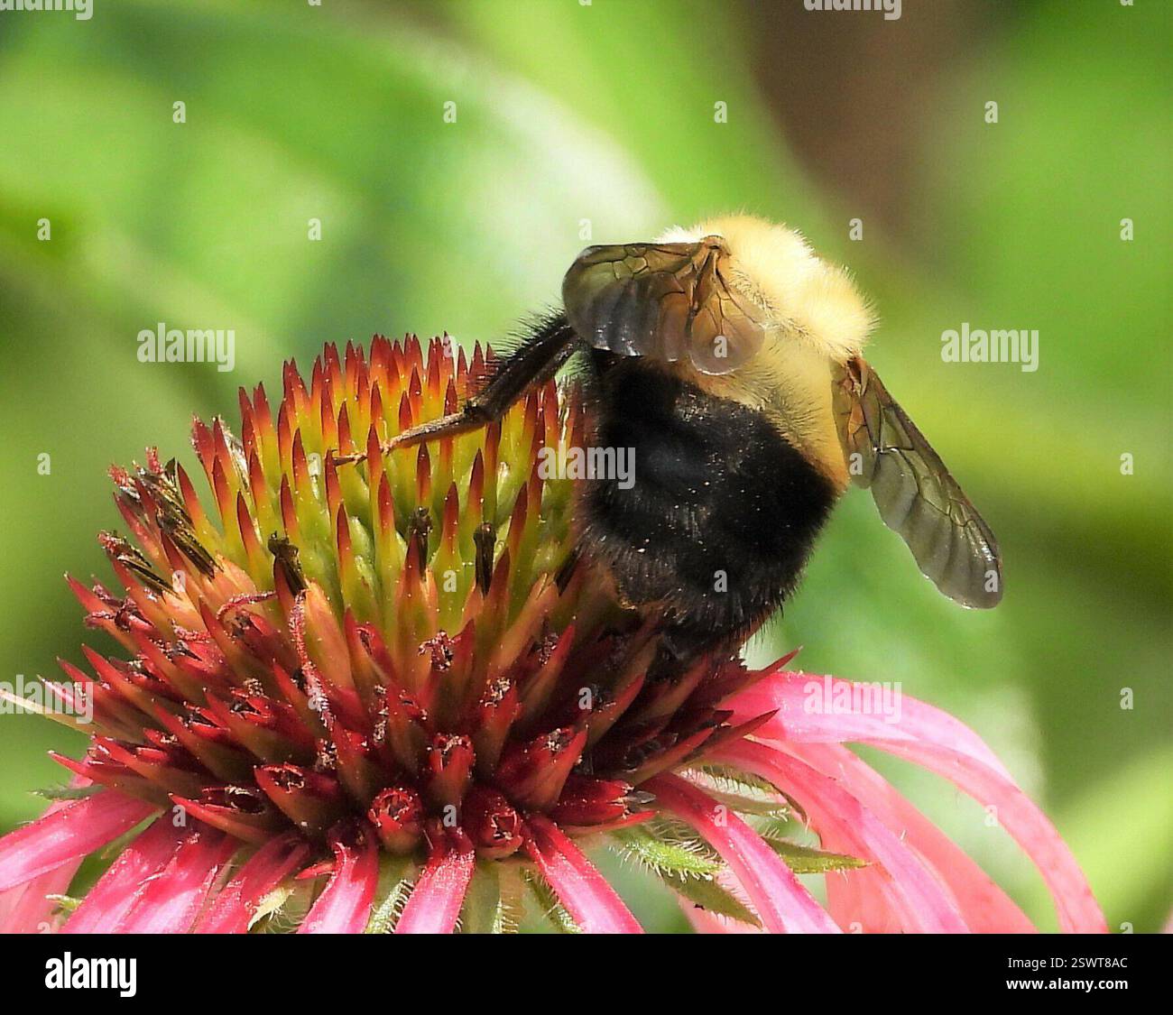 Perplexing Hummel (Bombus perplexus), Insecta, 3 Broad ln, Teeterville, AUF N0E 1S0, Kanada, große Hummel auf blassviolettem Coneflower. Stockfoto