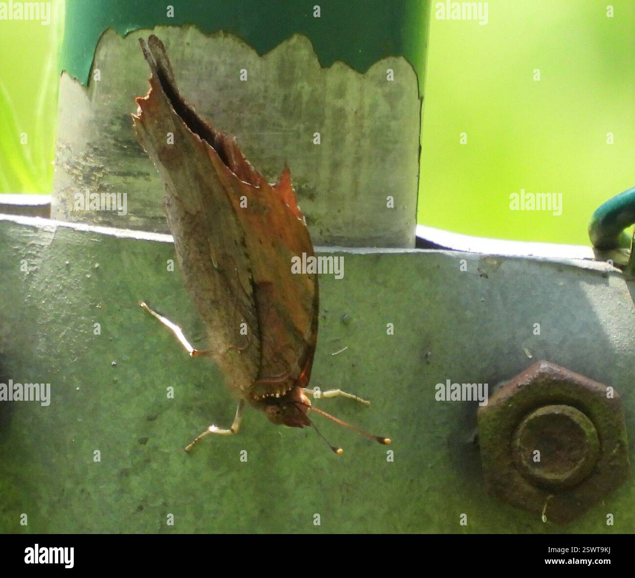 Fragezeichen (Polygonia interrogationis), Insecta, 3 Broad ln, Teeterville, AUF N0E 1S0, Kanada Stockfoto