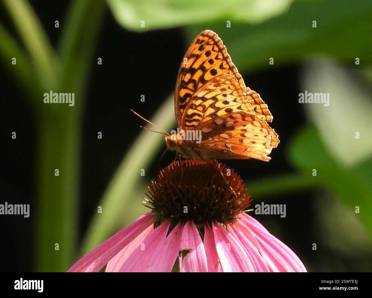 Great Spangled Fritillary (Argynnis cybele), Insecta, 3 Broad ln, Teeterville, AUF N0E 1S0, Kanada, Fritillary ist auf Echinacea purpurea. Stockfoto
