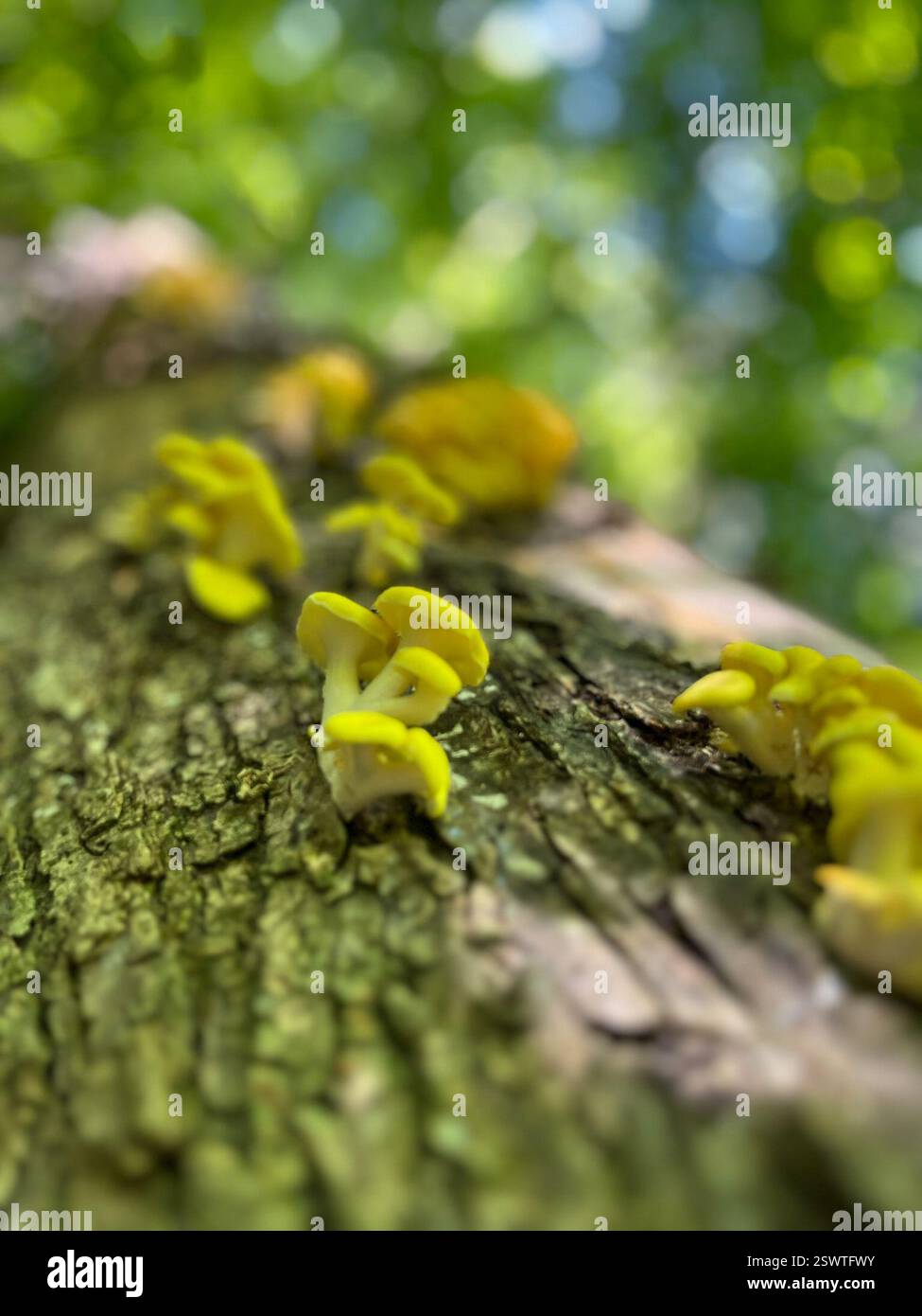 Golden Oyster Mushroom (Pleurotus citrinopileatus), Fungi, Maquoketa Caves State Park, Maquoketa, IA, USA Stockfoto