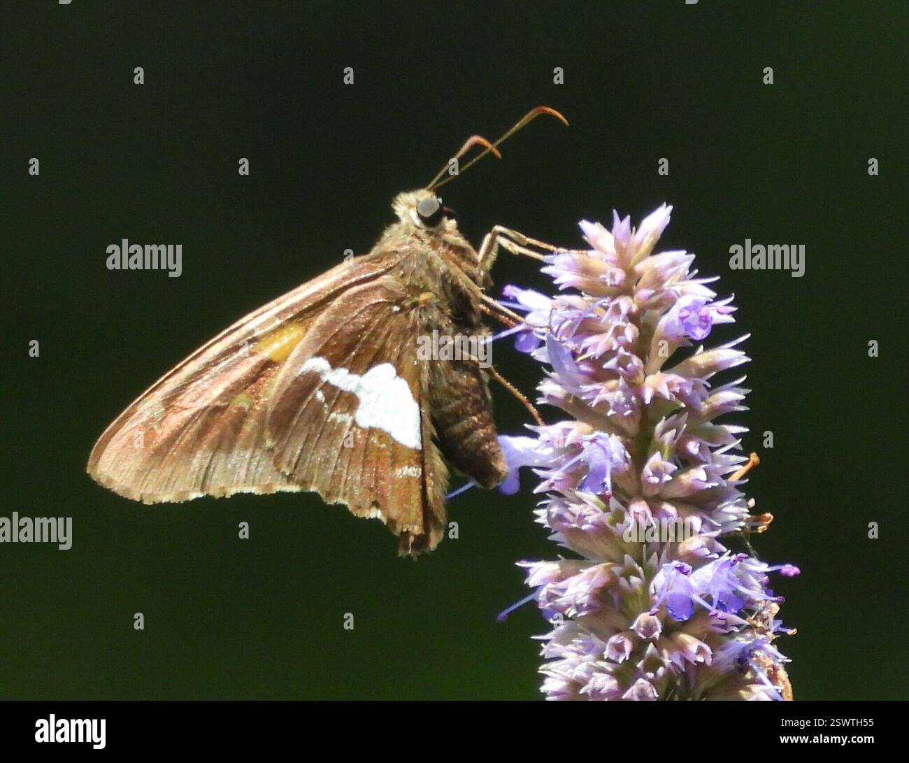 Skipper mit Silberflecken (Epargyreus clarus), Insecta, 3 Broad ln, Teeterville, AUF N0E 1S0, Kanada, Butterfly ist auf einer Agastache foeniculum Blume. Stockfoto