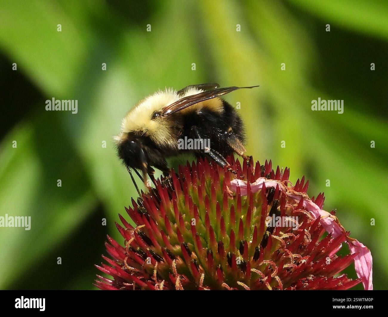Perplexing Hummel (Bombus perplexus), Insecta, 3 Broad ln, Teeterville, AUF N0E 1S0, Kanada, große Hummel auf blassviolettem Coneflower. Stockfoto