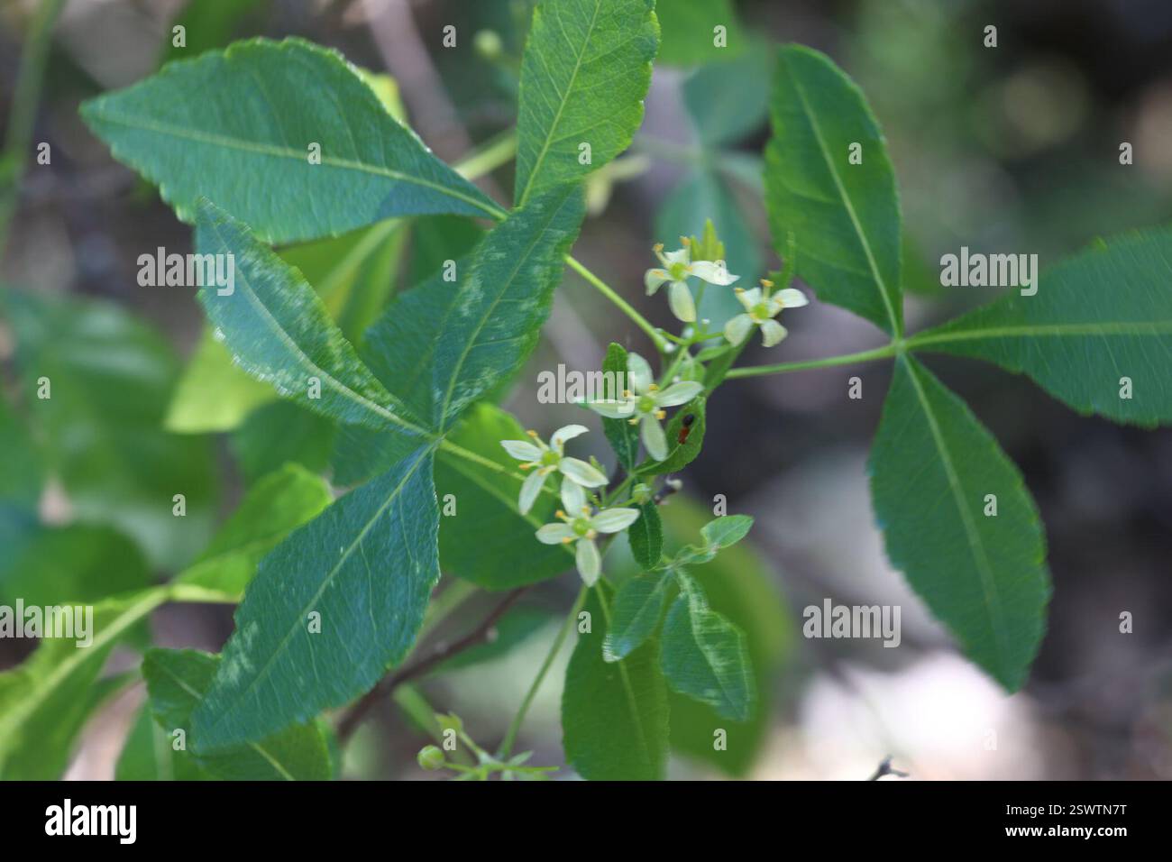 Gewöhnlicher Hopfenbaum (Ptelea trifoliata), Plantae, Uvalde County, TX, USA Stockfoto