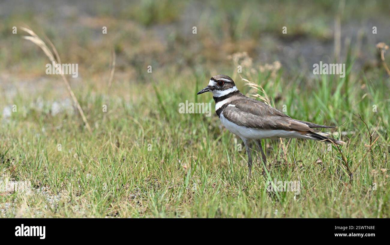 Killdeer (Charadrius vociferus), Aves, Painted Bunting Spot, Front Street, East St Louis, IL, USA Stockfoto