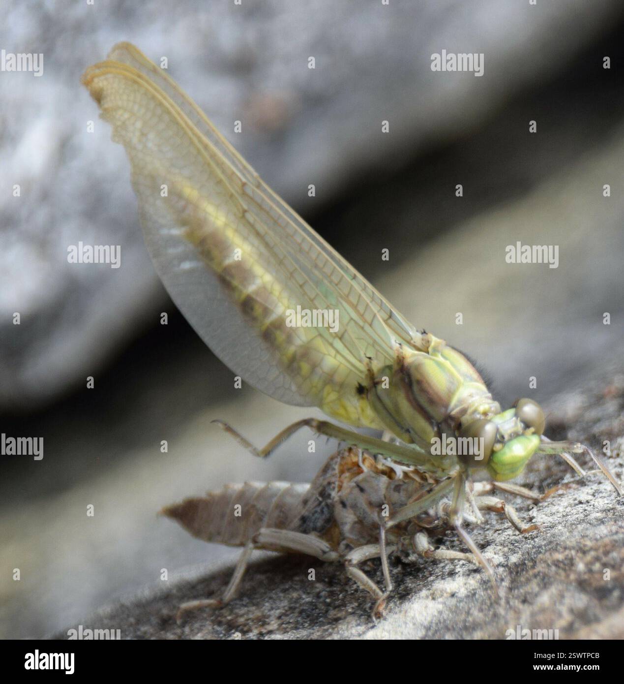 Clubtails (Gomphidae), Insecta, Abitibi-Témiscamingue, QC, Kanada Stockfoto Clubtails (Gomphidae), Insecta, Abitibi-Témiscamingue, QC, Kanada Stockfoto