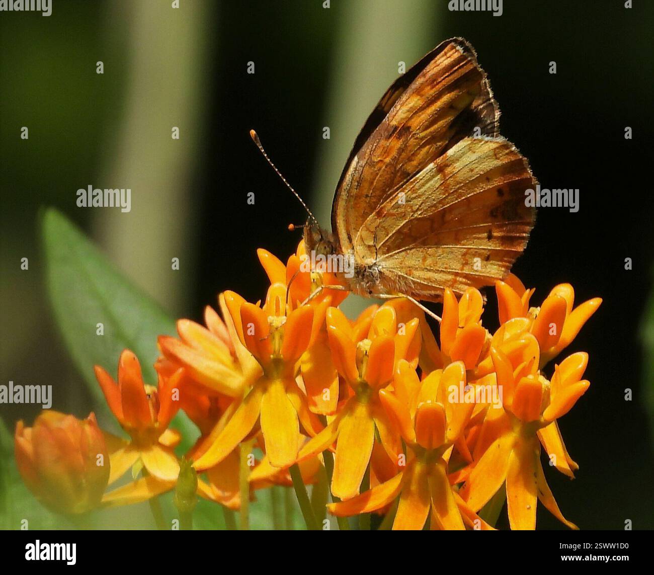 Northern Crescent (Phyciodes cocyta), Insecta, 3 Broad ln, Teeterville, ON N0E 1S0, Kanada, ich glaube, das ist ein Nordhalbmond-Schmetterling. Es hat ein unmarkiertes orangefarbenes Pflaster in der Mitte jedes Hinterflügels. Informationen von naturemanitoba.ca Butterfly ist auf einer Butterfly Milkweed Blume. Stockfoto