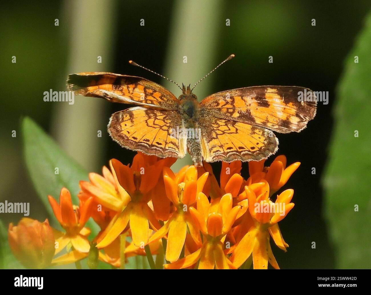 Northern Crescent (Phyciodes cocyta), Insecta, 3 Broad ln, Teeterville, ON N0E 1S0, Kanada, ich glaube, das ist ein Nordhalbmond-Schmetterling. Es hat ein unmarkiertes orangefarbenes Pflaster in der Mitte jedes Hinterflügels. Informationen von naturemanitoba.ca Butterfly ist auf einer Butterfly Milkweed Blume. Stockfoto