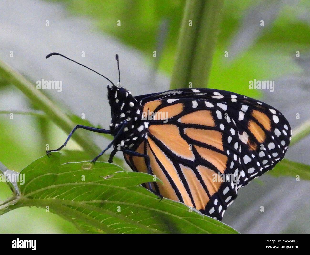Monarch (Danaus plexippus), Insecta, 3 Broad ln, Teeterville, AUF N0E 1S0, Kanada, Monarch ruhte auf Brennnessel. Stockfoto
