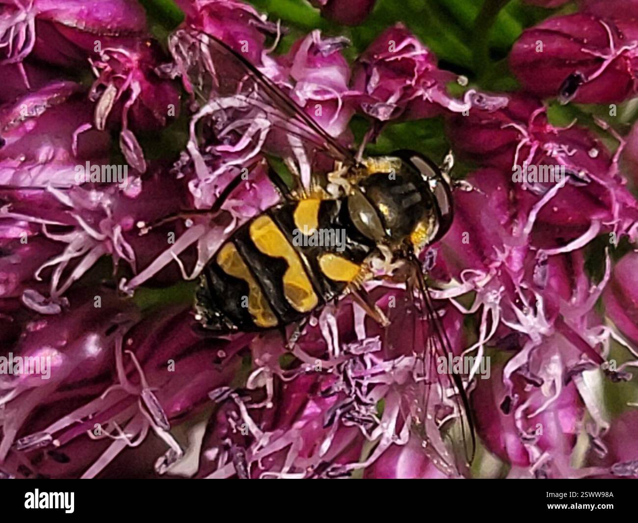 (Didea fasciata), Insecta, 3450 Lillerød, Danmark Stockfoto