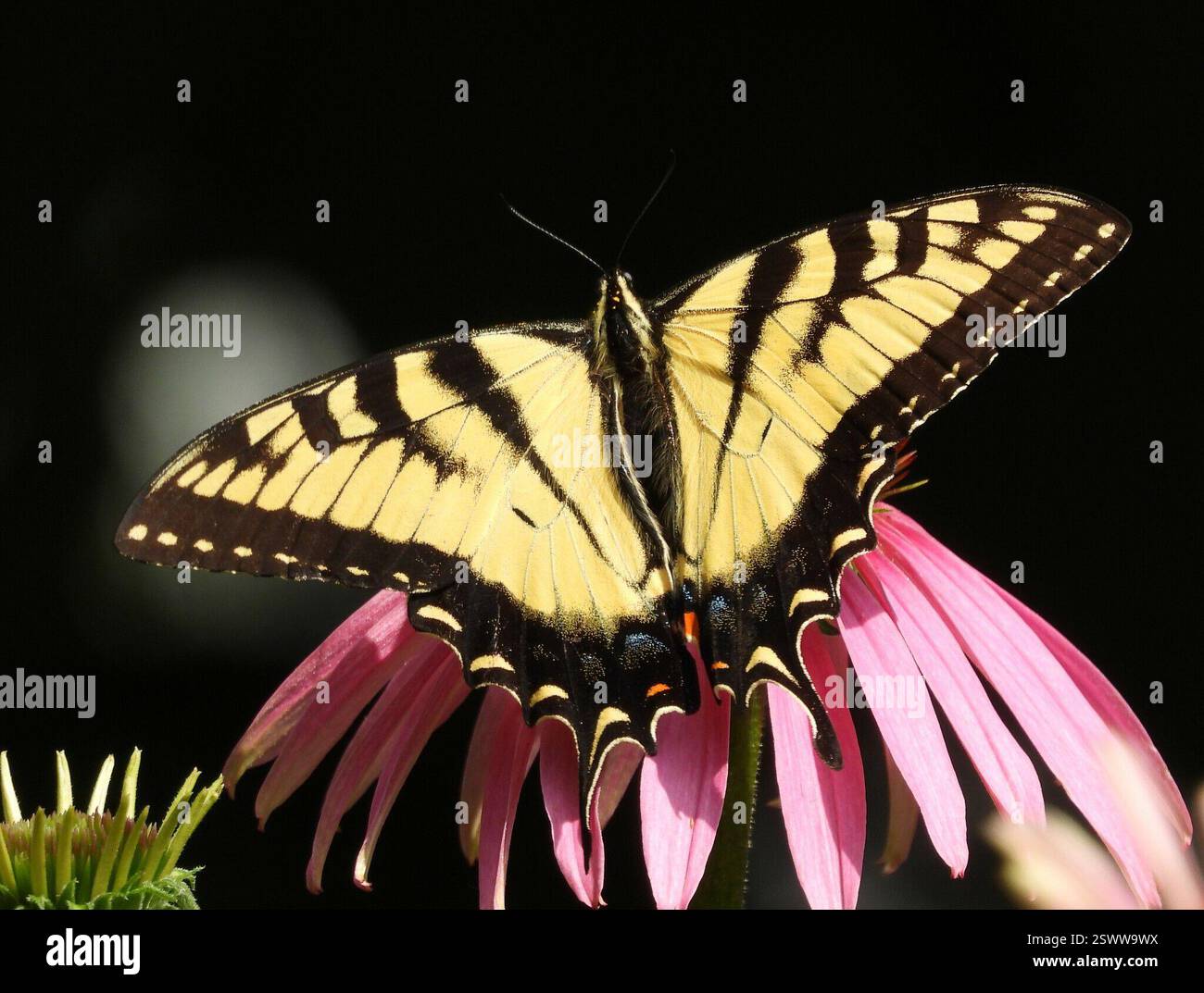 Tiger Swallowtails and Allies (Pterourus), Insecta, 3 Broad ln, Teeterville, AUF N0E 1S0, Kanada, Butterfly ist auf Purple Coneflower. Stockfoto