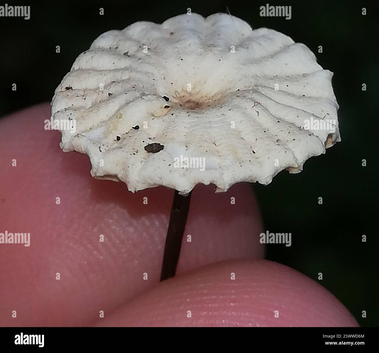 Kragenfallschirm (Marasmius rotula), Pilze, Ballenstedt, Deutschland, hier und da entlang der Wegseiten, Erlenaschenwald=stickstoffreich. Stiel heller in der Nähe der Kappe, unter schwarz, kein Geruch. Stockfoto