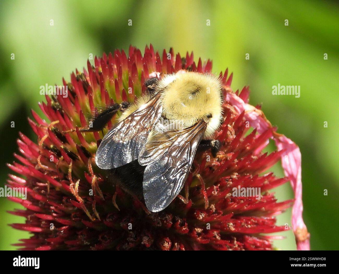 Perplexing Hummel (Bombus perplexus), Insecta, 3 Broad ln, Teeterville, AUF N0E 1S0, Kanada, große Hummel auf blassviolettem Coneflower. Stockfoto