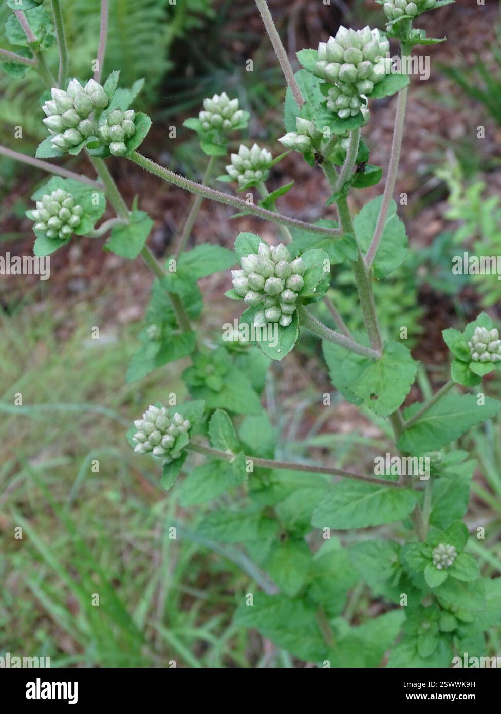 marsh Flohane (Pluchea), Plantae, Alachua County, FL, USA Stockfoto