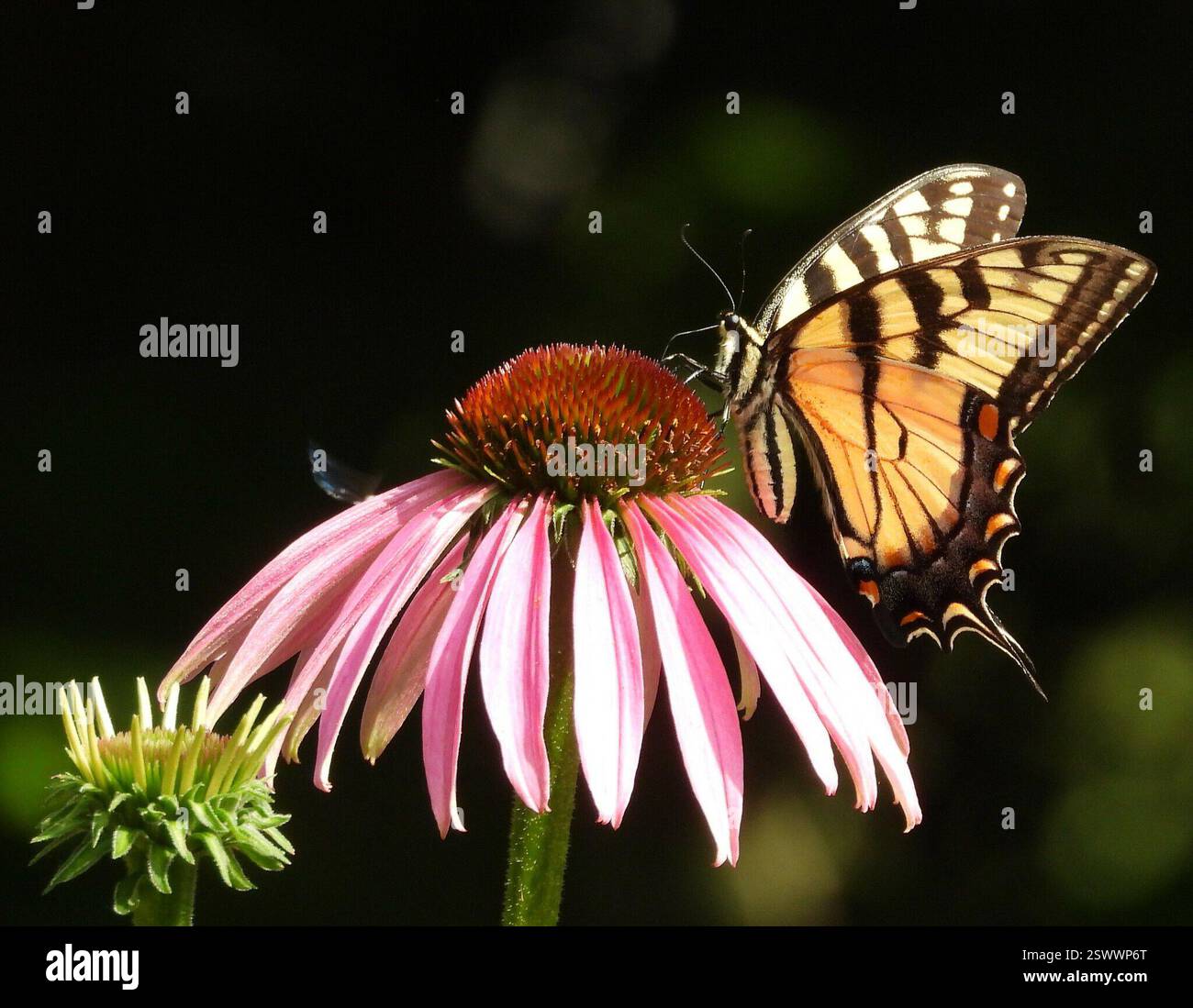 Tiger Swallowtails and Allies (Pterourus), Insecta, 3 Broad ln, Teeterville, AUF N0E 1S0, Kanada, Butterfly ist auf Purple Coneflower. Stockfoto
