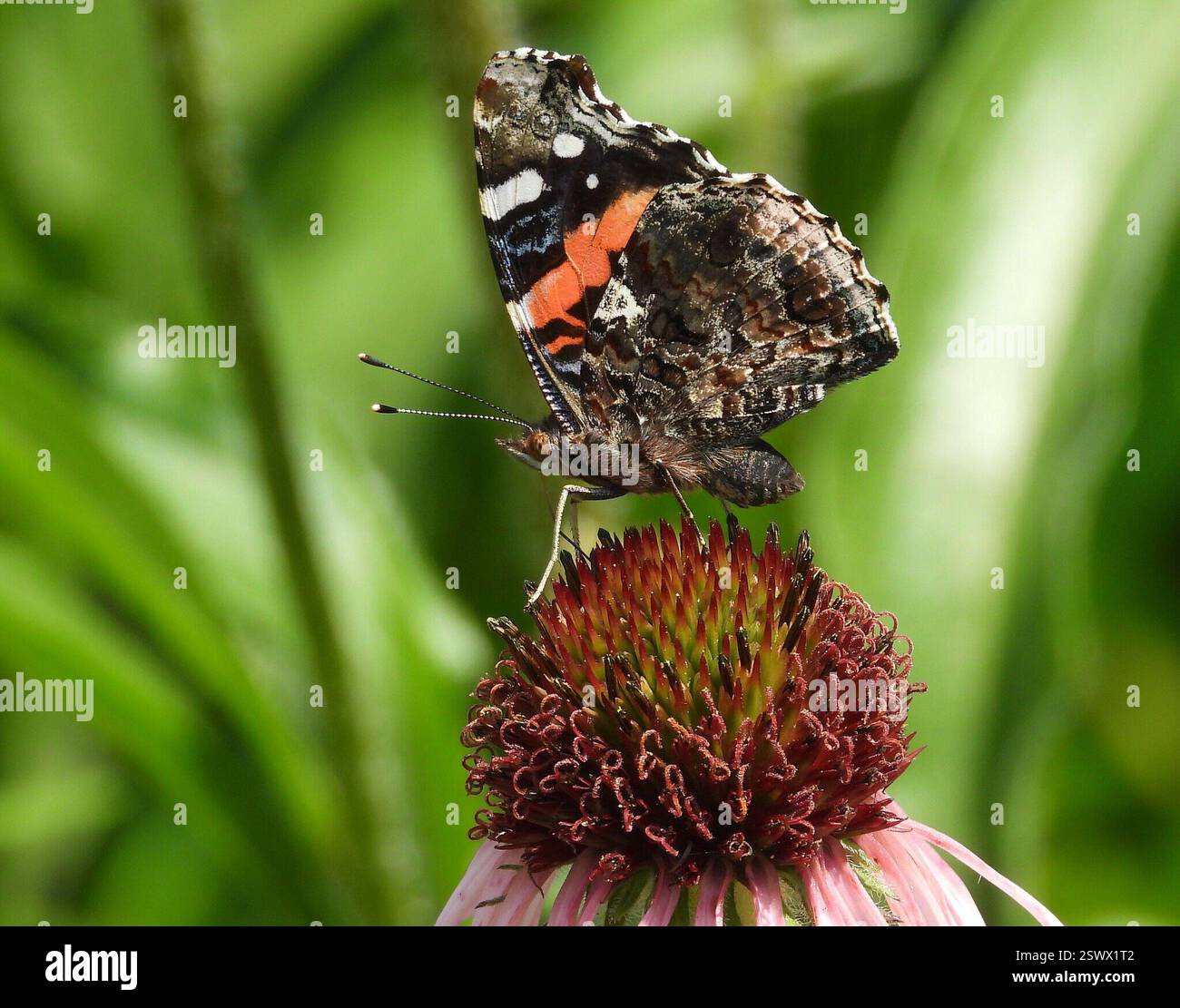 Red Admiral (Vanessa atalanta), Insecta, 3 Broad ln, Teeterville, AUF N0E 1S0, Kanada, Butterfly ist auf Pale Purple Coneflower. Stockfoto