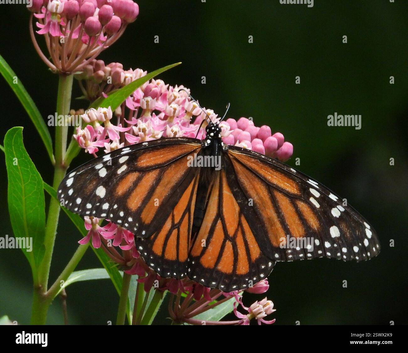 Monarch (Danaus plexippus), Insecta, 3 Broad ln, Teeterville, AUF N0E 1S0, Kanada, Monarch ist auf einer Asclepias incarnata Blume Stockfoto