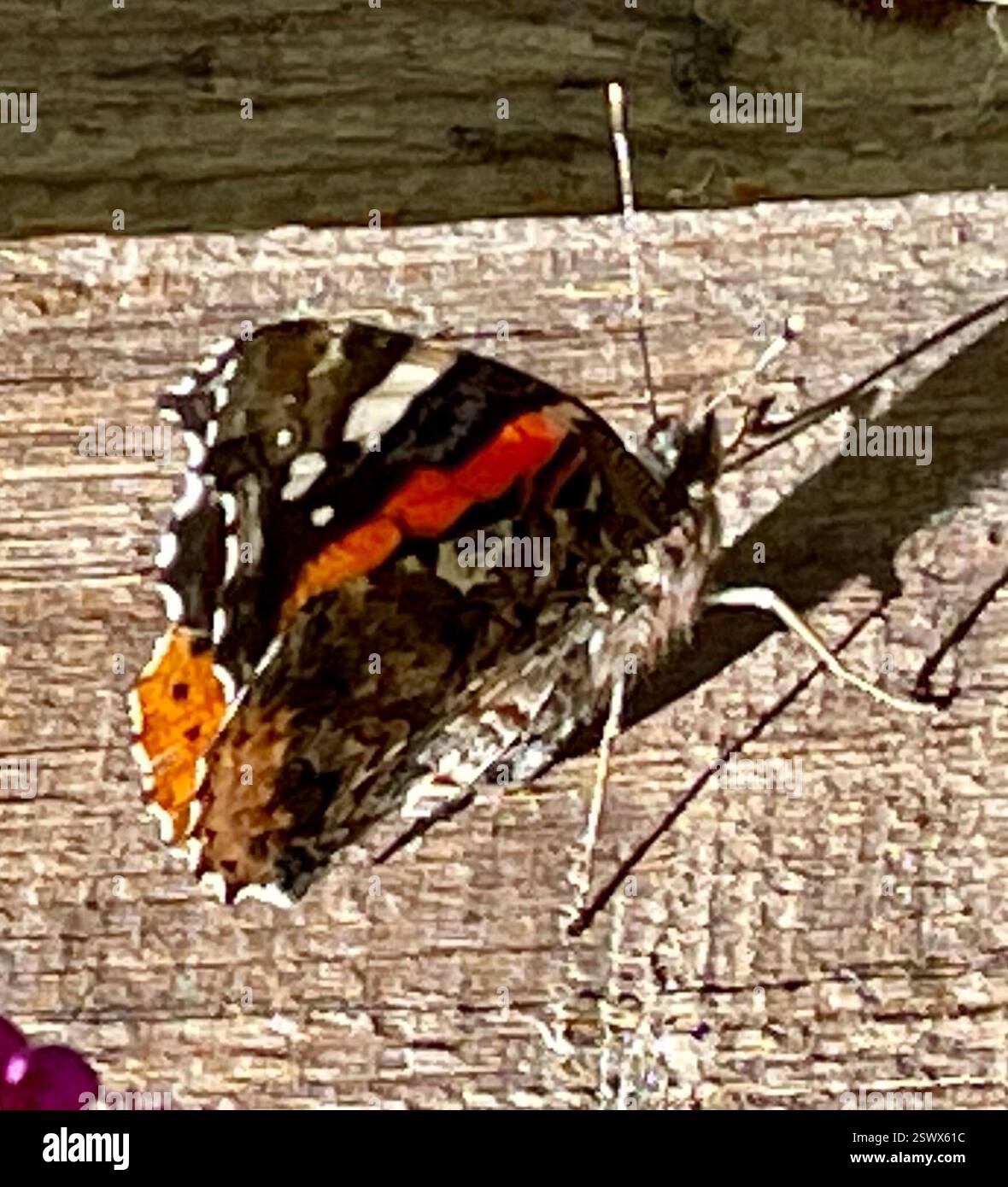 Red Admiral (Vanessa atalanta), Insecta, Country Park Rd, Salinas, CA, WIR, ich mochte den Schatten am späten Nachmittag. Roter Admiral (Vanessa atalanta) Identifikation: Die Oberseite ist schwarz mit weißen Flecken in der Nähe des Apex; die Vorderkante mit rotem Medianband, die Hinterseite mit rotem Randband. Die Winterform ist kleiner und dummer, die Sommerform größer und heller mit einem unterbrochenen Vorderbund. Flügelbreite: 4,5–7,6 cm (1 3/4–3 Zoll). Lebensgeschichte: Der Rote Admiral hat einen sehr unregelmäßigen, schnellen Flug. Männchen Barschen, wenn verfügbar, auf Bergrücken, am Nachmittag, um auf Weibchen zu warten, die einzeln Eier legen Stockfoto