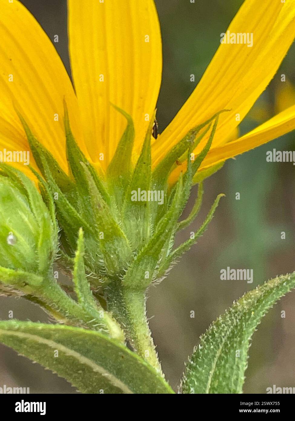 Waldsonnenblume (Helianthus divaricatus), Plantae, Highway 74 E, Peachland, NC, US, Utility ROW robust, 1,5m hoch, groß dick, Schleifpapier, sitzende Blätter, lila, glauköser Stiel. Nicht die typischen kleineren, dünneren, kleineren Blattpflanzen, die ich unter Bäumen verstaut sehe, aber sie passen immer noch zu Beschreibungen für diese Art. Es wächst in voller Sonne und ich vermute, dass es in diesem Boden etwas Sickerwasser geben muss, um ihn so gesund zu halten. Viele kleinere Divaricatus wachsen ein paar Meter entfernt am Waldrand. Alle Meinungen zu diesem Thema sind willkommen. Stockfoto