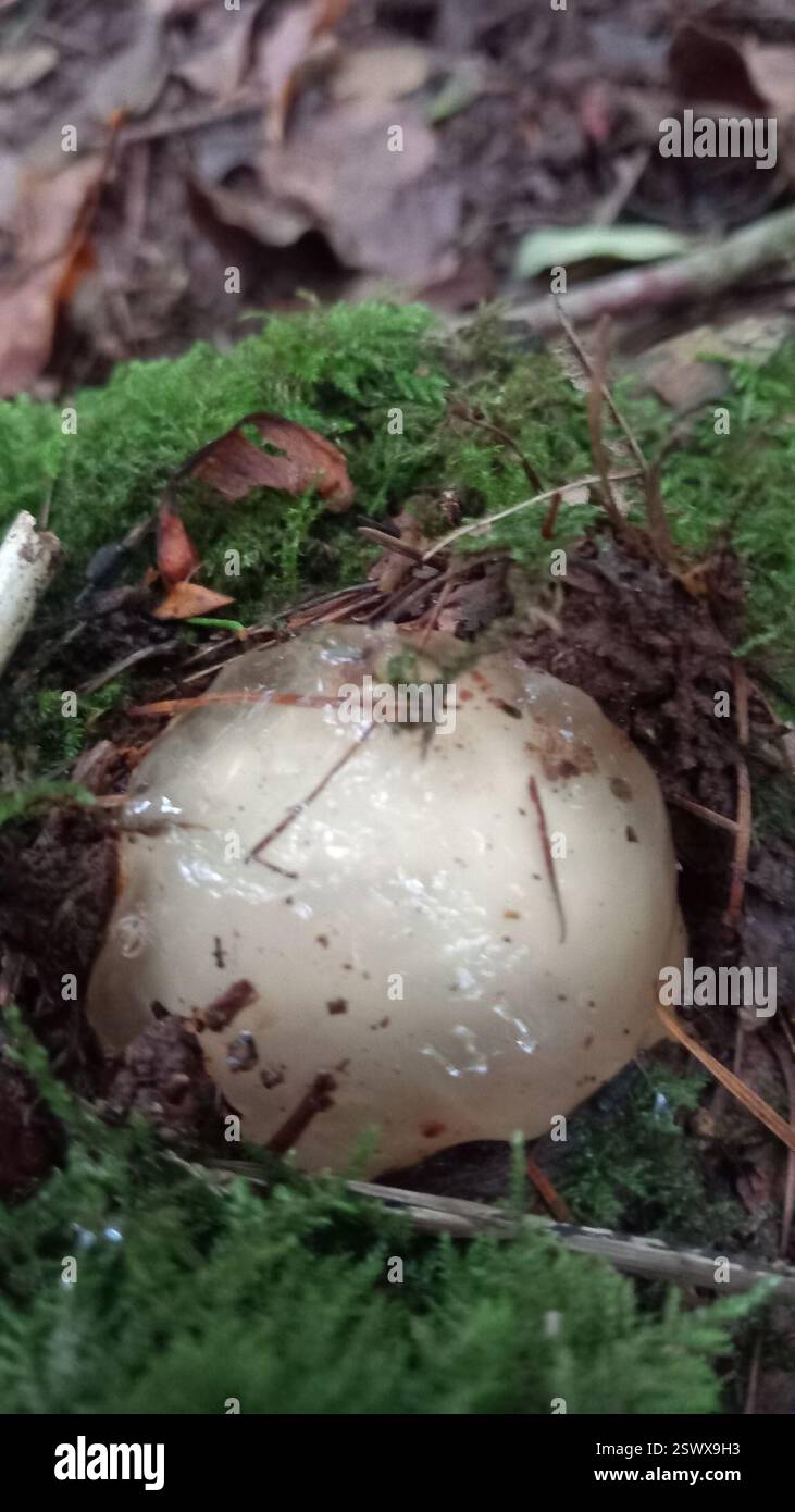 Gemeines Stinkhorn (Phallus impudicus), Pilze, Tiverton EX16 4PP, UK, gemeines Stinkkorneig auf toter Baumkrone in Mischwäldern. 5 cm an der Basis. Gelatinöse Kuppel, extrudiert von weißlicher Basis. Nach ein paar Wochen feuchten Wetters. Stockfoto