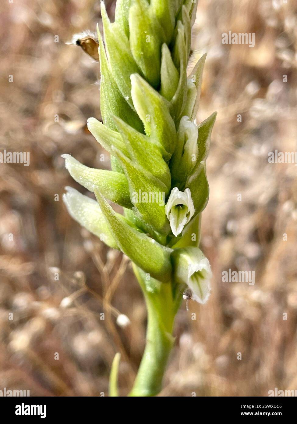 Spiranthes romanzoffiana, Plantae, Fort Ord National Monument, Marina, CA, USA, Spiranthes romanzoffiana ist eine einheimische, mehrjährige Orchidee, die in feuchten Wiesen, Süßwassermooren, Sickern und entlang der Ufer von Entwässerungsgräben in vielen CA-Pflanzengemeinden wächst. Er wächst 7–30 cm (3-11 Zoll) hoch wie ein Stachel cremeweißer Blüten, die in einer schwachen Spirale angeordnet sind. Ein besonderes Merkmal ist die Haube, die durch die verschmolzenen oberen Blütenblätter und Sepalen und die „violinenförmige“ Unterlippe gebildet wird. Blütezeit: Juli. Link zu My Favorite Hooded Ladies Stockfoto