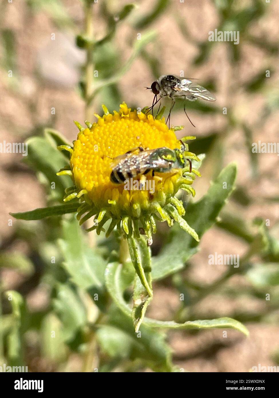 Kaugummi (Grindelia nuda), Plantae, Earthship Way, Taos, NM, US, 3 Insektenbestäuber befanden sich auf dieser Wirtspflanze: Link zu Bienenfliegen (Bombylidae) Bestäuber auf Grindelia Beobachtung: https://www.inaturalist.org/observations/175127156 Link zu zweifleckiger Melyrid (Collops bipunctatus) Beobachtung: https://www.inaturalist.org/observations/175130526 Link zu Honigschwanzstreifen-Schweißbiene (Agapostemon melliventris) auf Grindelia Beobachtung: https://www.inaturalist.org/observations/175134307 Link zu bestätigter Beobachtung in der Nähe von Grindelia Nuda: https://www.inaturalist.org/observations/9 Stockfoto