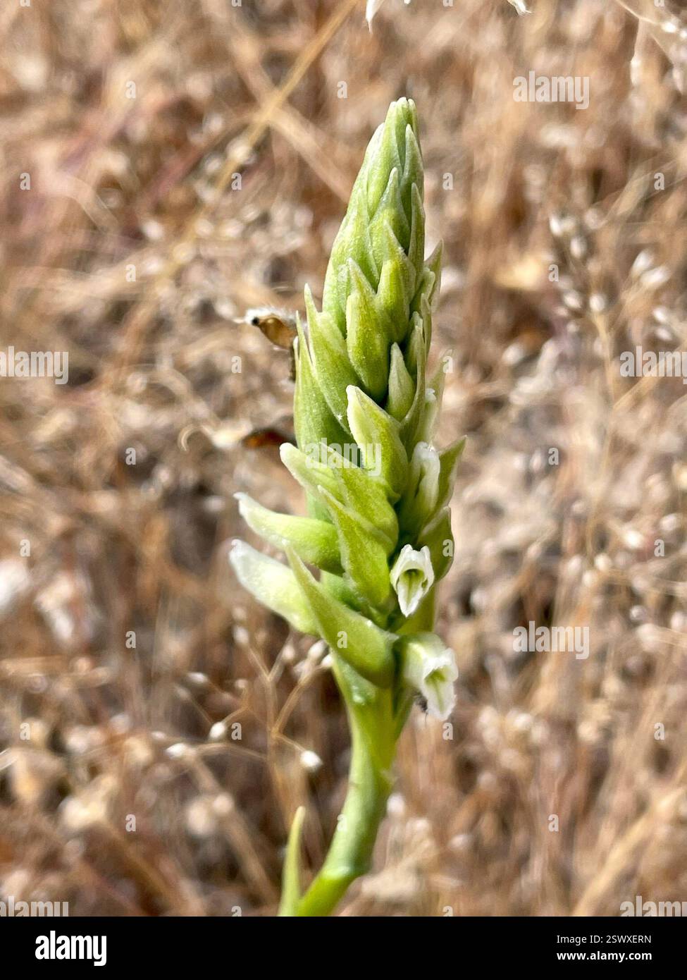 Spiranthes romanzoffiana, Plantae, Fort Ord National Monument, Marina, CA, USA, Spiranthes romanzoffiana ist eine einheimische, mehrjährige Orchidee, die in feuchten Wiesen, Süßwassermooren, Sickern und entlang der Ufer von Entwässerungsgräben in vielen CA-Pflanzengemeinden wächst. Er wächst 7–30 cm (3-11 Zoll) hoch wie ein Stachel cremeweißer Blüten, die in einer schwachen Spirale angeordnet sind. Ein besonderes Merkmal ist die Haube, die durch die verschmolzenen oberen Blütenblätter und Sepalen und die „violinenförmige“ Unterlippe gebildet wird. Blütezeit: Juli. Link zu My Favorite Hooded Ladies Stockfoto